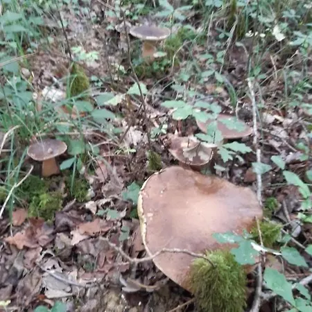 Ferienhaus La Maison Du Village *