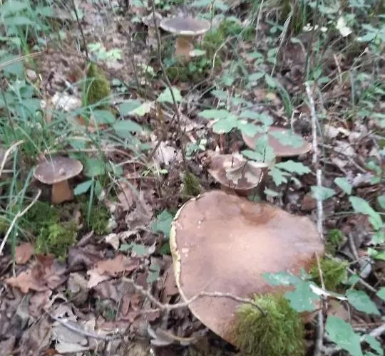 Feriehus La Maison Du Village *